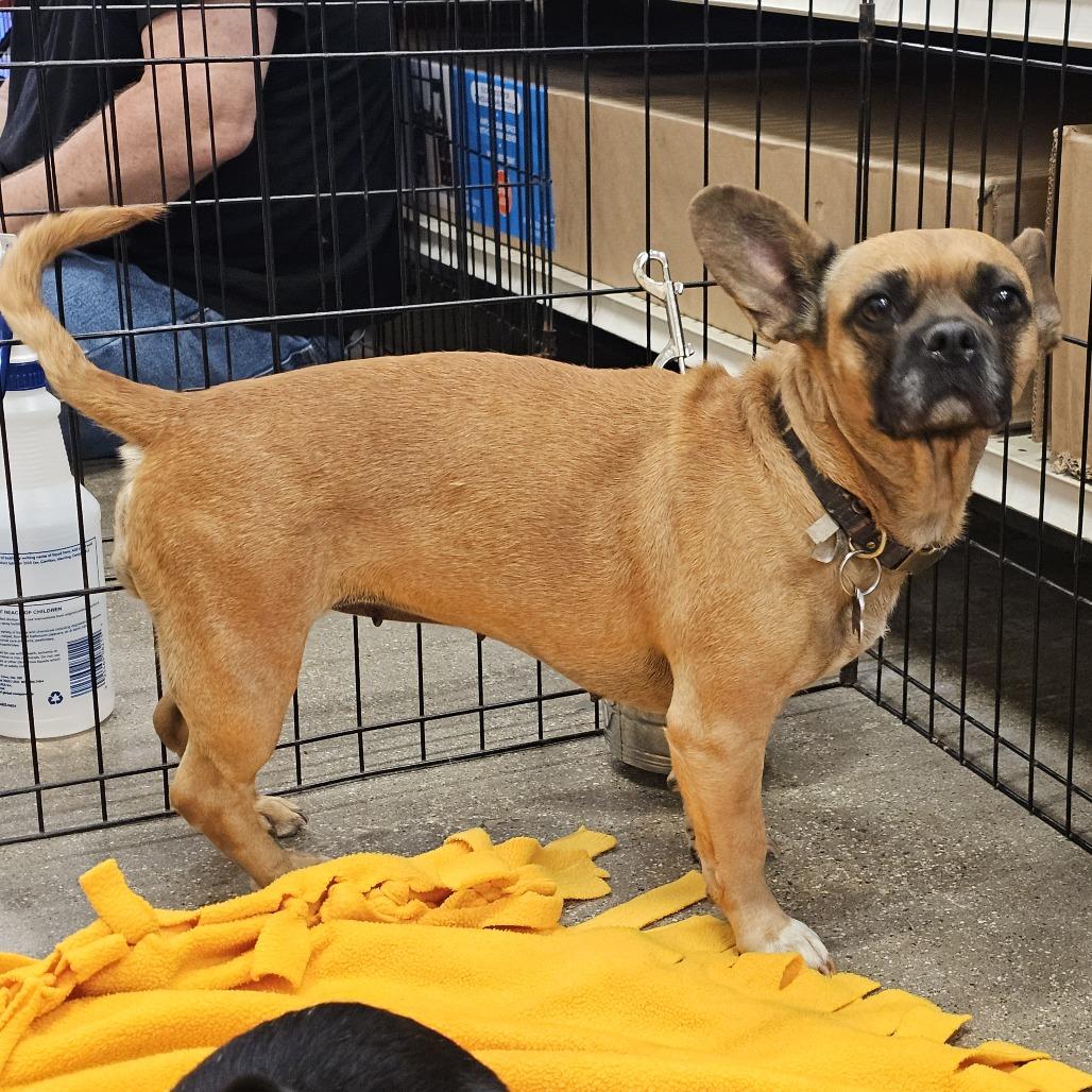 Zella, Adoptable, Adult Female French Bulldog.