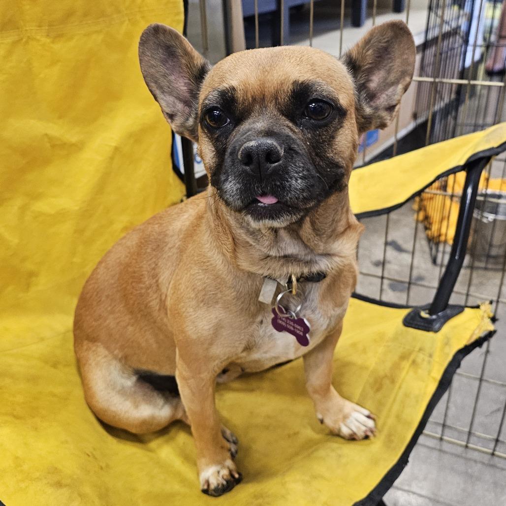 Zella, a Adoptable French Bulldog in Apple Valley, CA image 2/2
