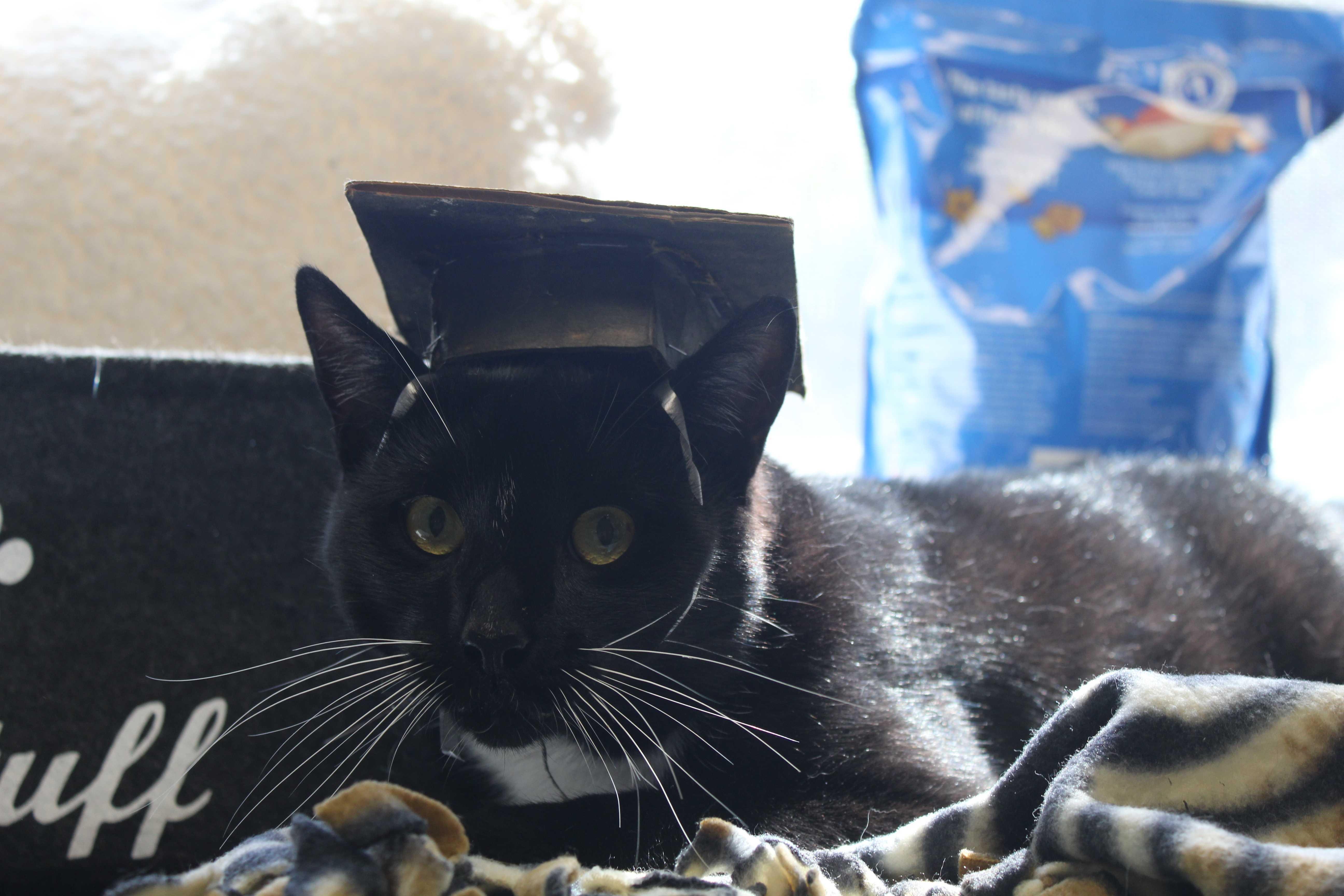Professional Businessman, an adopted Domestic Short Hair in Manchester, NH image 1/2