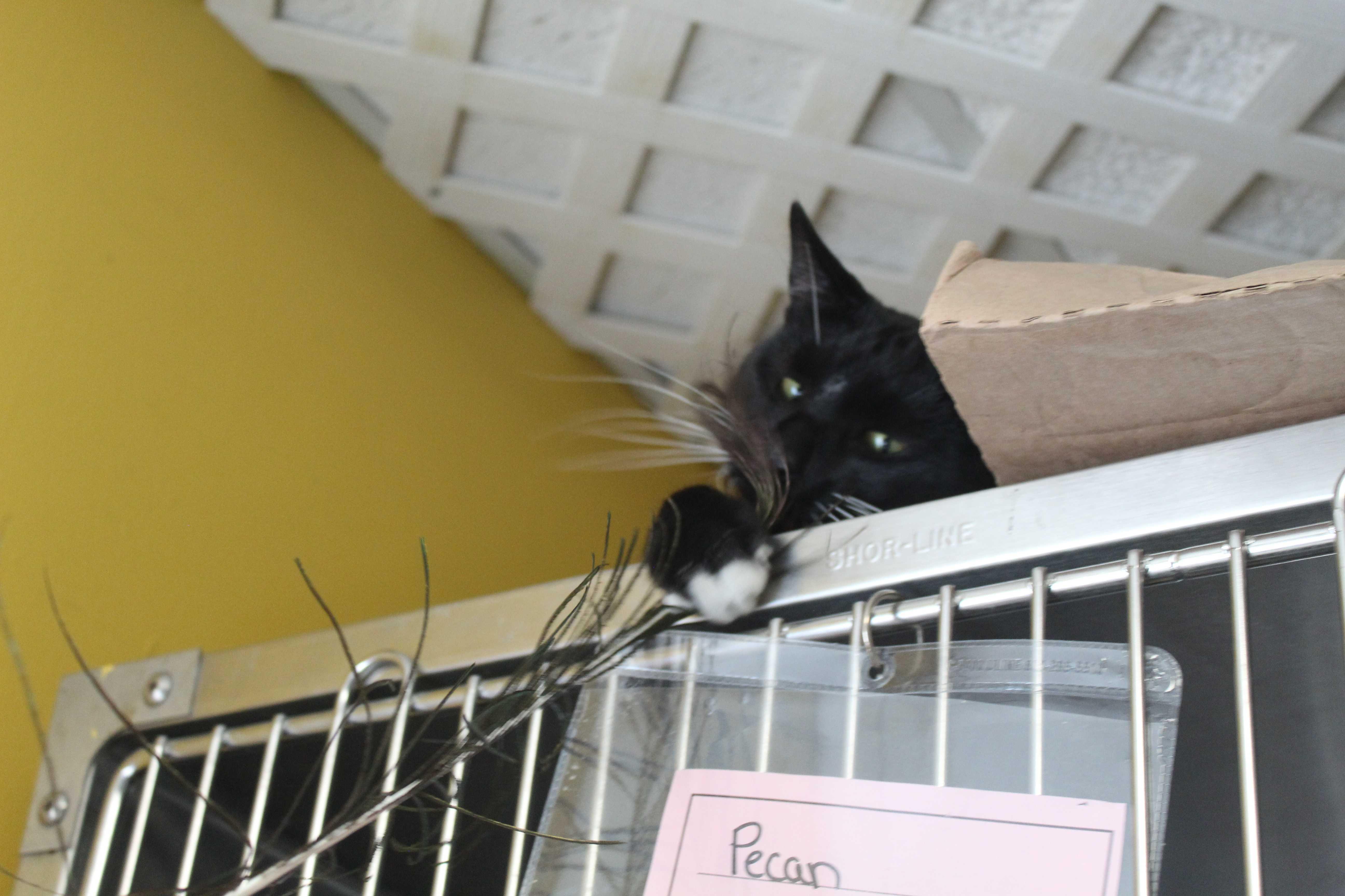 Professional Businessman, an adopted Domestic Short Hair in Manchester, NH image 2/2