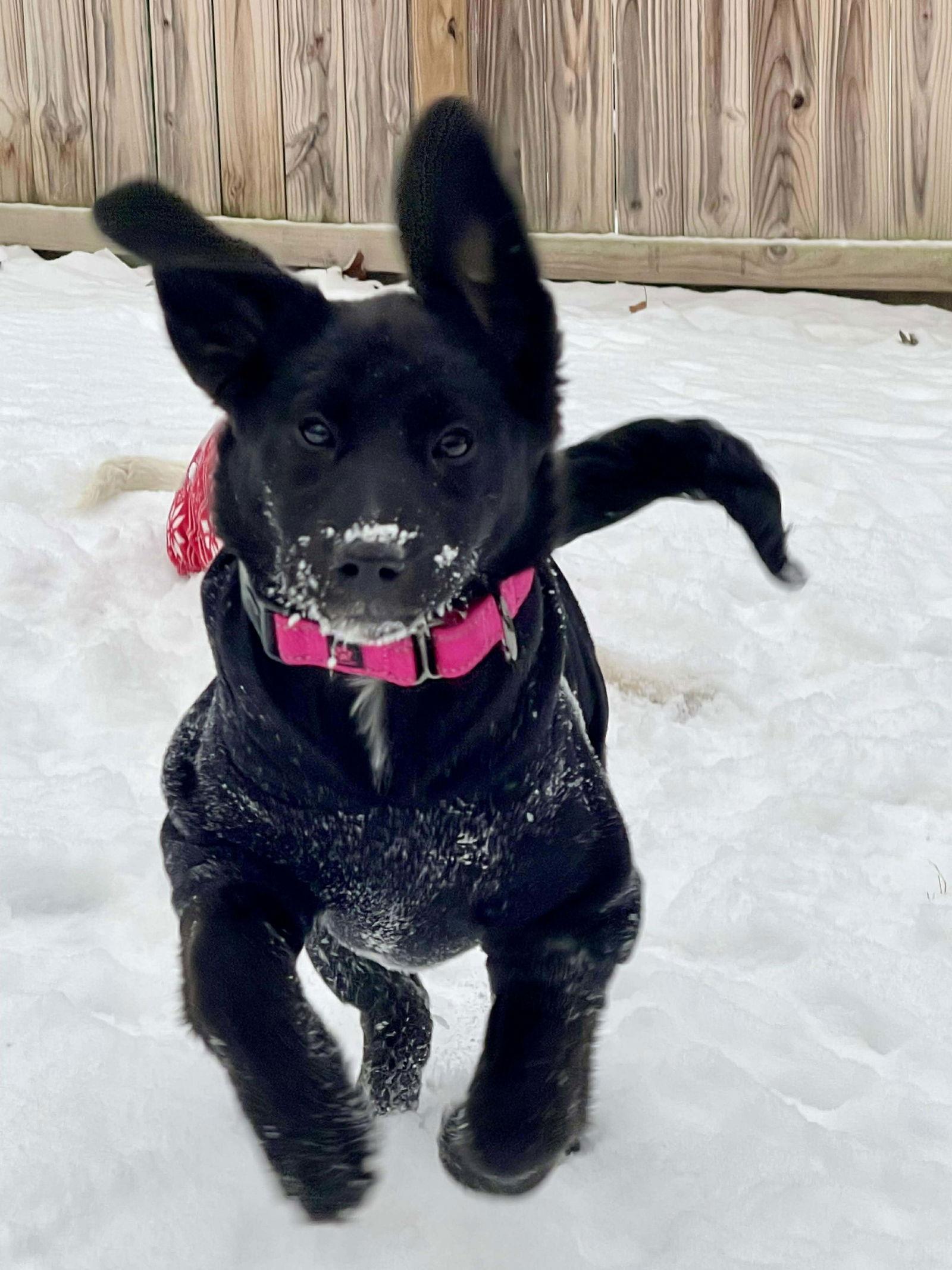 Enlarge Tigris, a Adoptable mixed breed in Roxboro, NC image 1/3