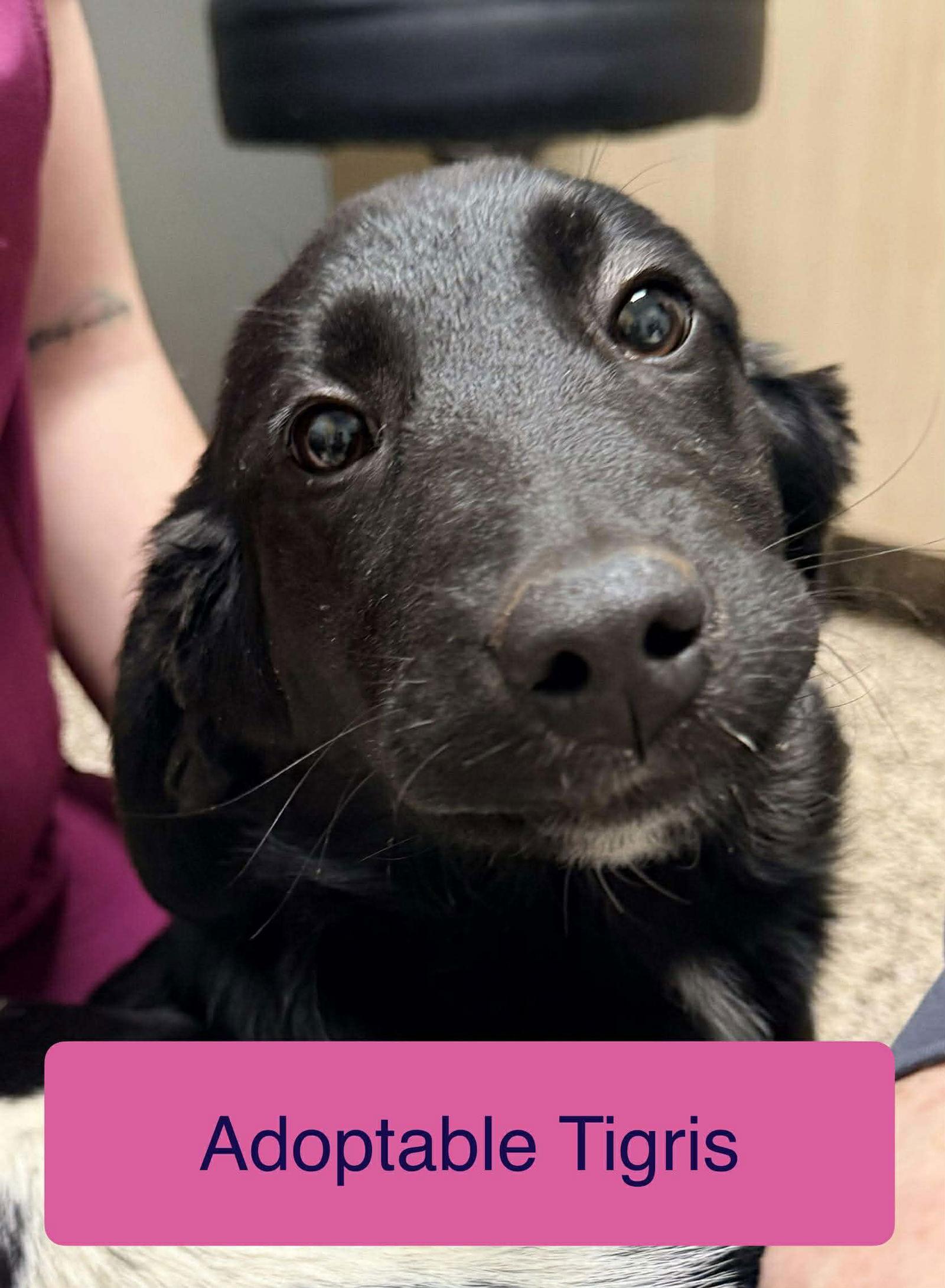 Enlarge Tigris, a Adoptable mixed breed in Roxboro, NC image 2/3