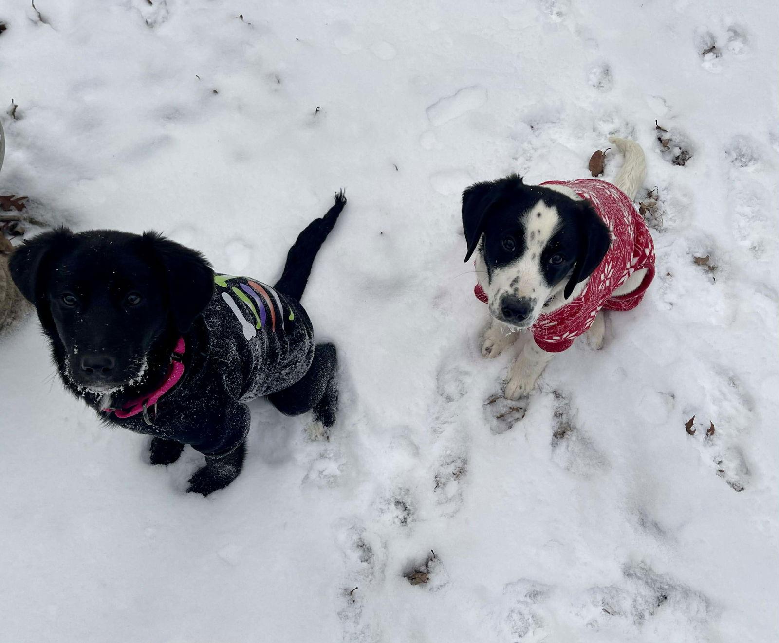 Enlarge Tigris, a Adoptable mixed breed in Roxboro, NC image 3/3
