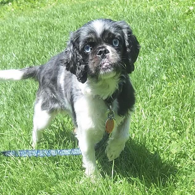 Enlarge Loki, a Adoptable mixed breed in Hudson, IL image 2/5