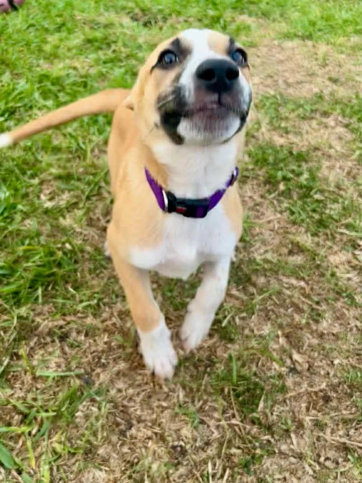 Enlarge Princess Buttercup, a ADOPTABLE mixed breed in Port Lavaca, TX image 1/1