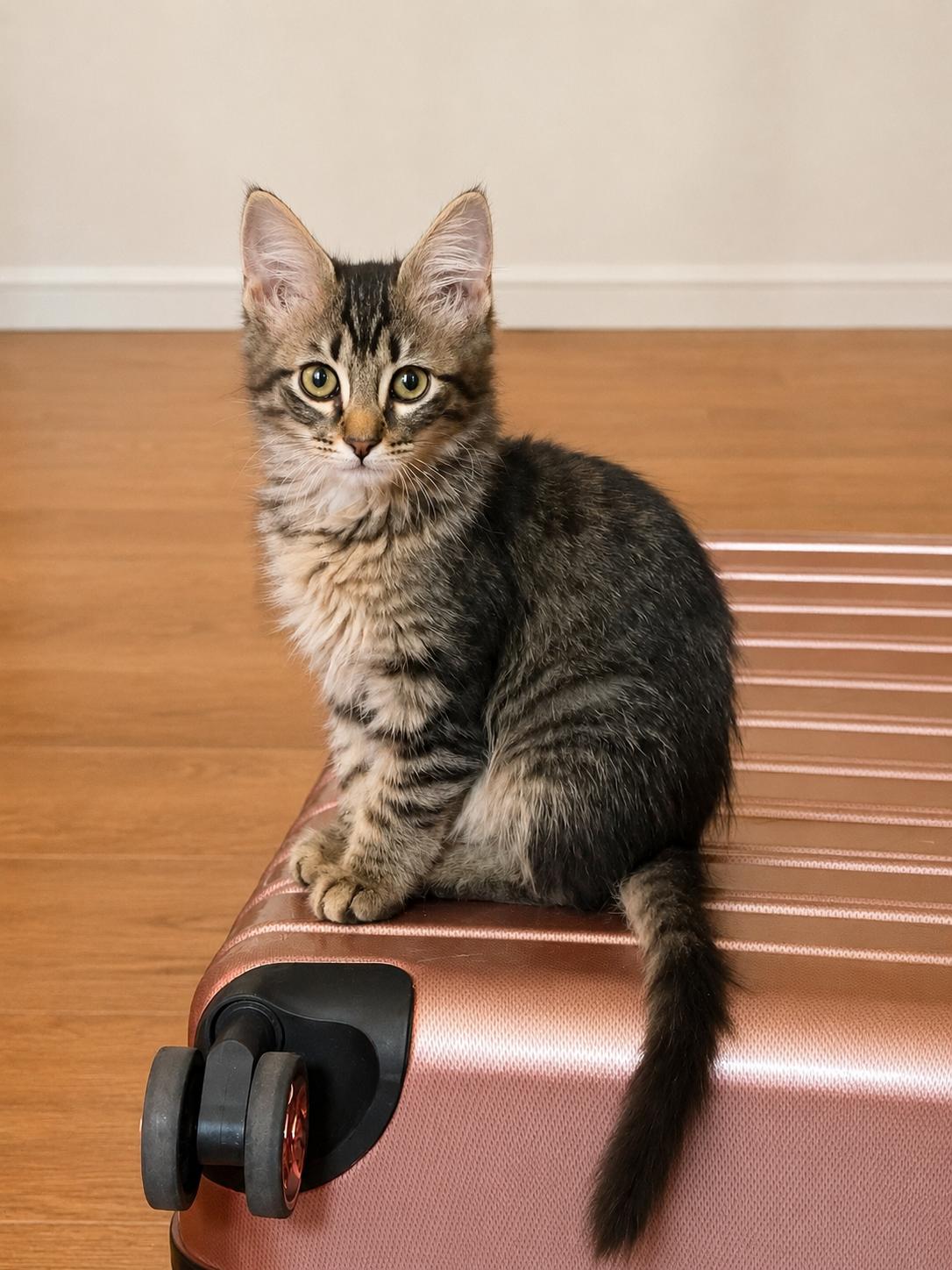 Rizzo, Adoptable, Kitten Female Domestic Medium Hair.