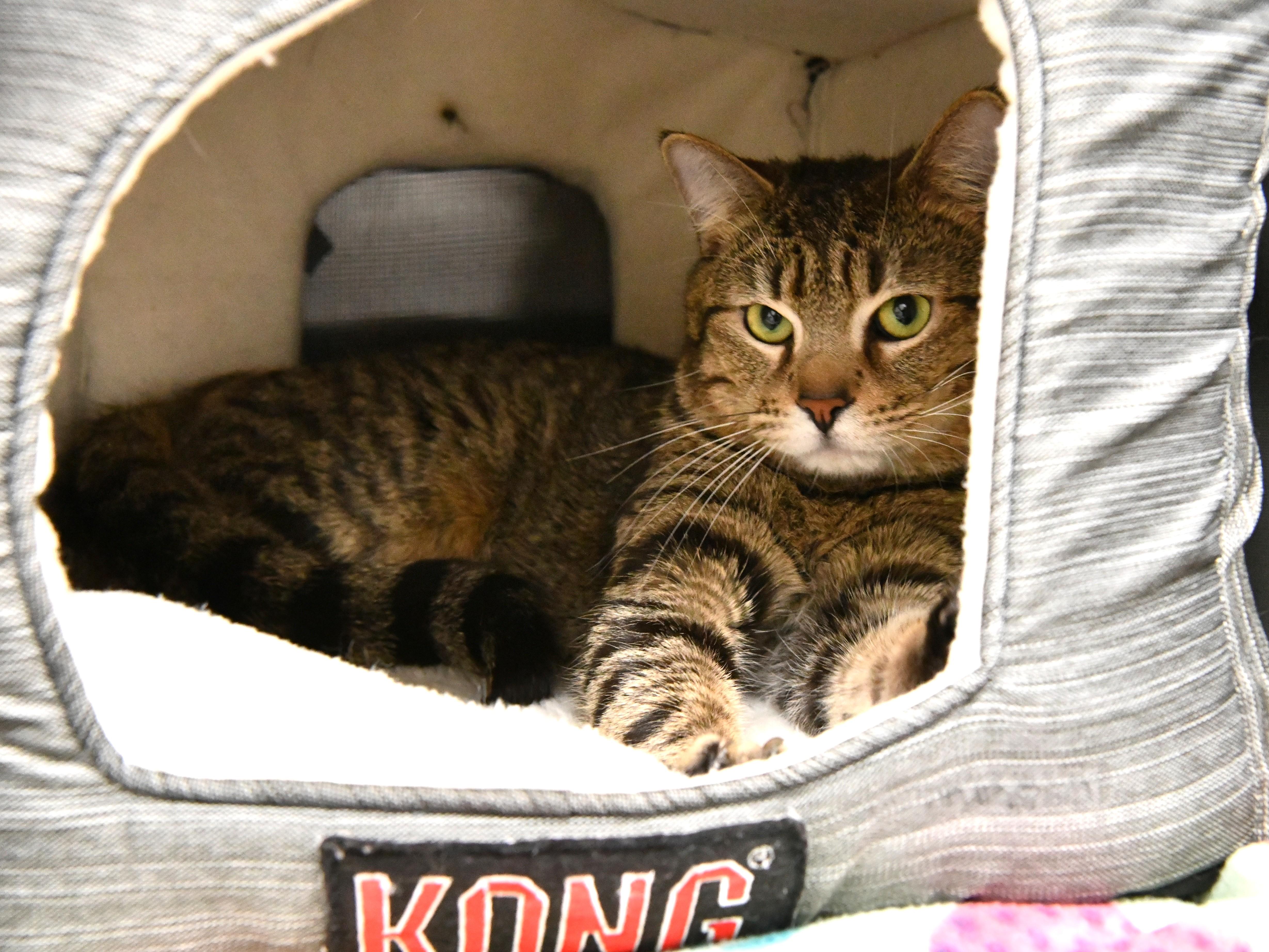 Enlarge Soybean, a ADOPTABLE Domestic Short Hair in Fairhope, AL image 2/2