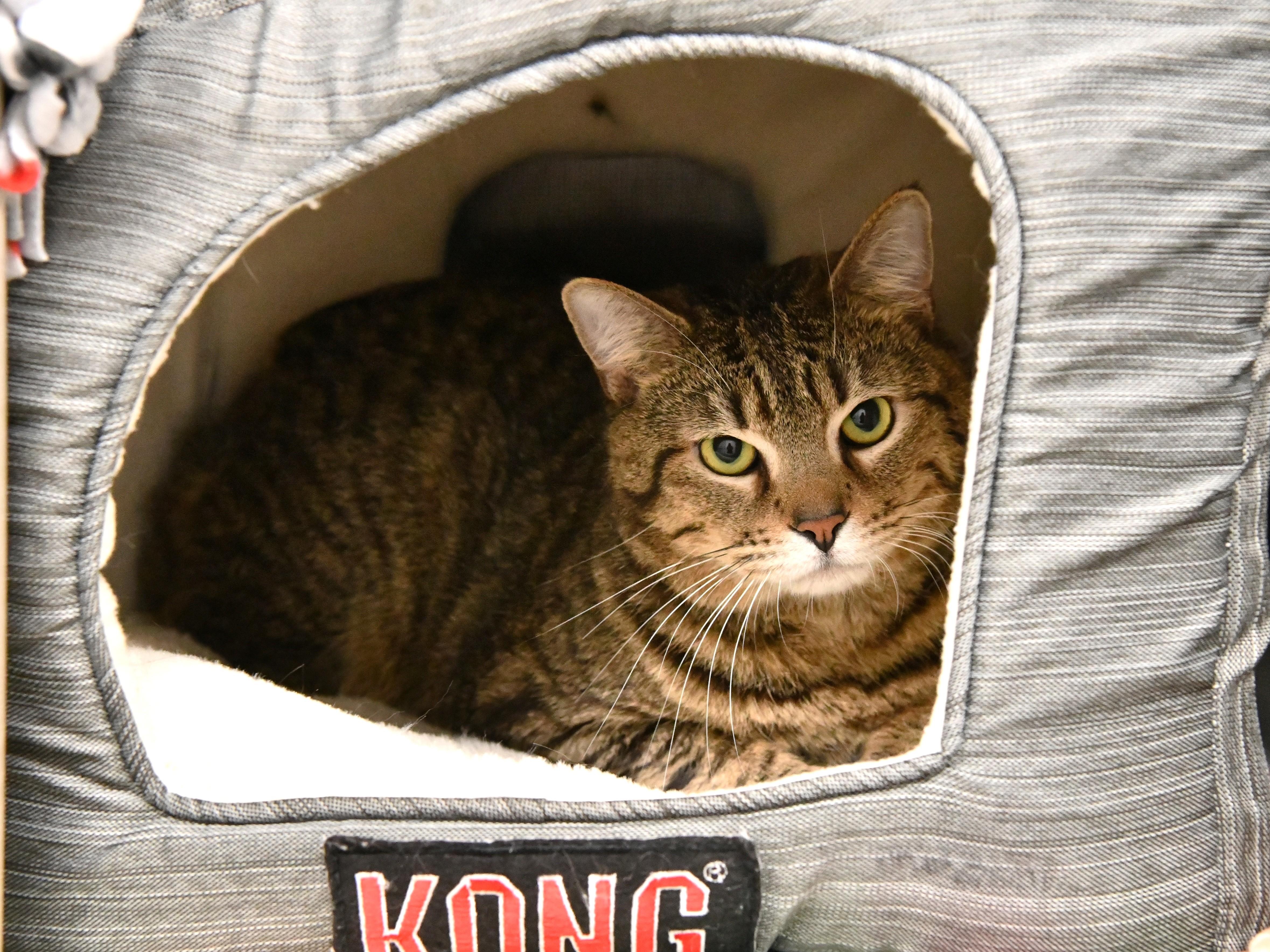 Soybean, ADOPTABLE, Adult Male Domestic Short Hair.