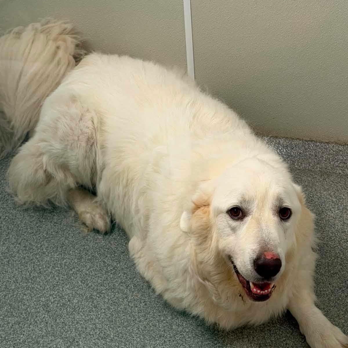 Enlarge Bear, a ADOPTABLE mixed breed in Minooka, IL image 3/4