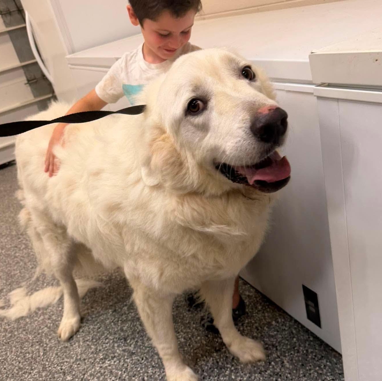 Bear, ADOPTABLE, Adult Male Great Pyrenees.
