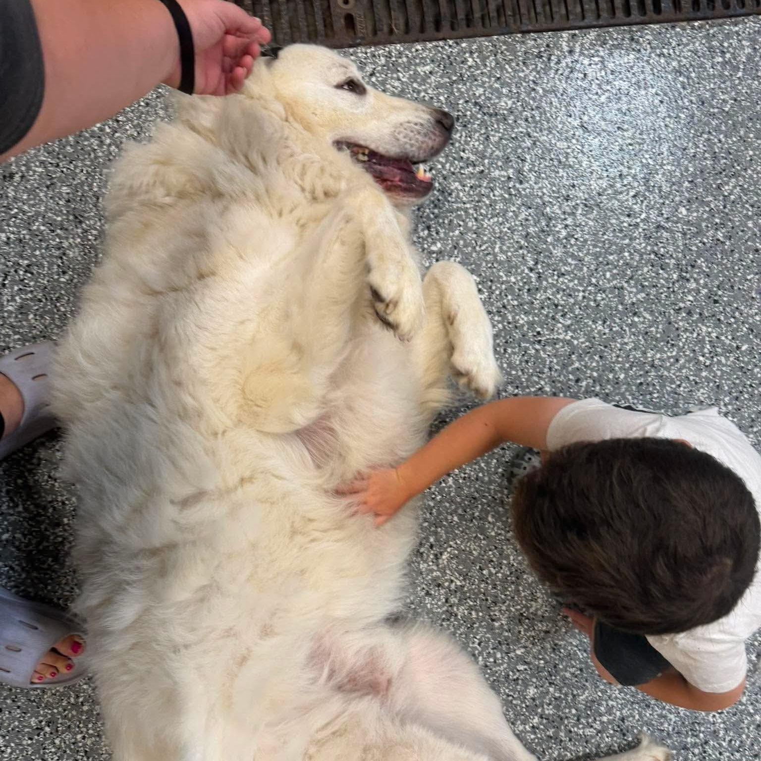 Enlarge Bear, a ADOPTABLE mixed breed in Minooka, IL image 2/4