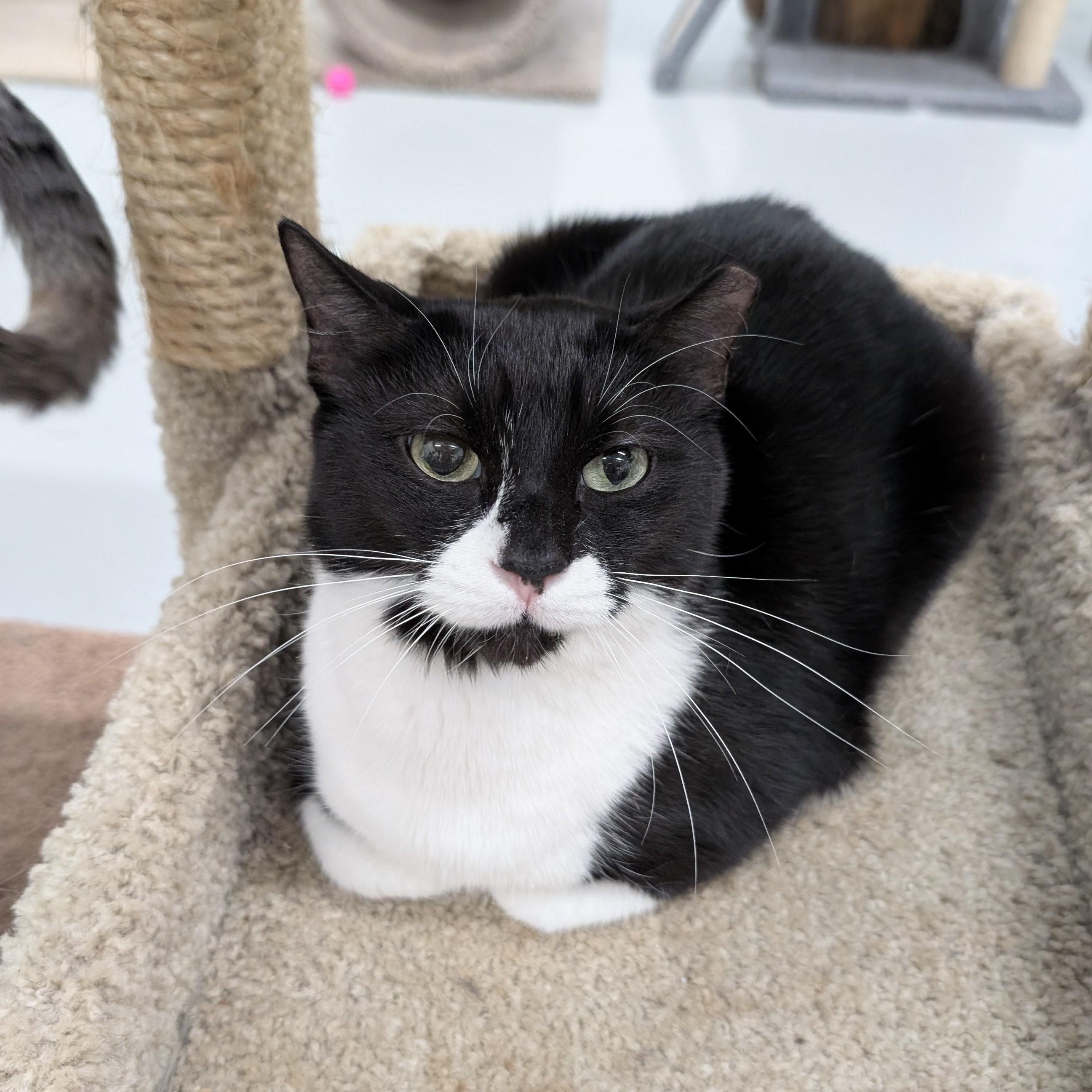 Bumblebee, a Adoptable mixed breed in West Palm Beach, FL image 6/6