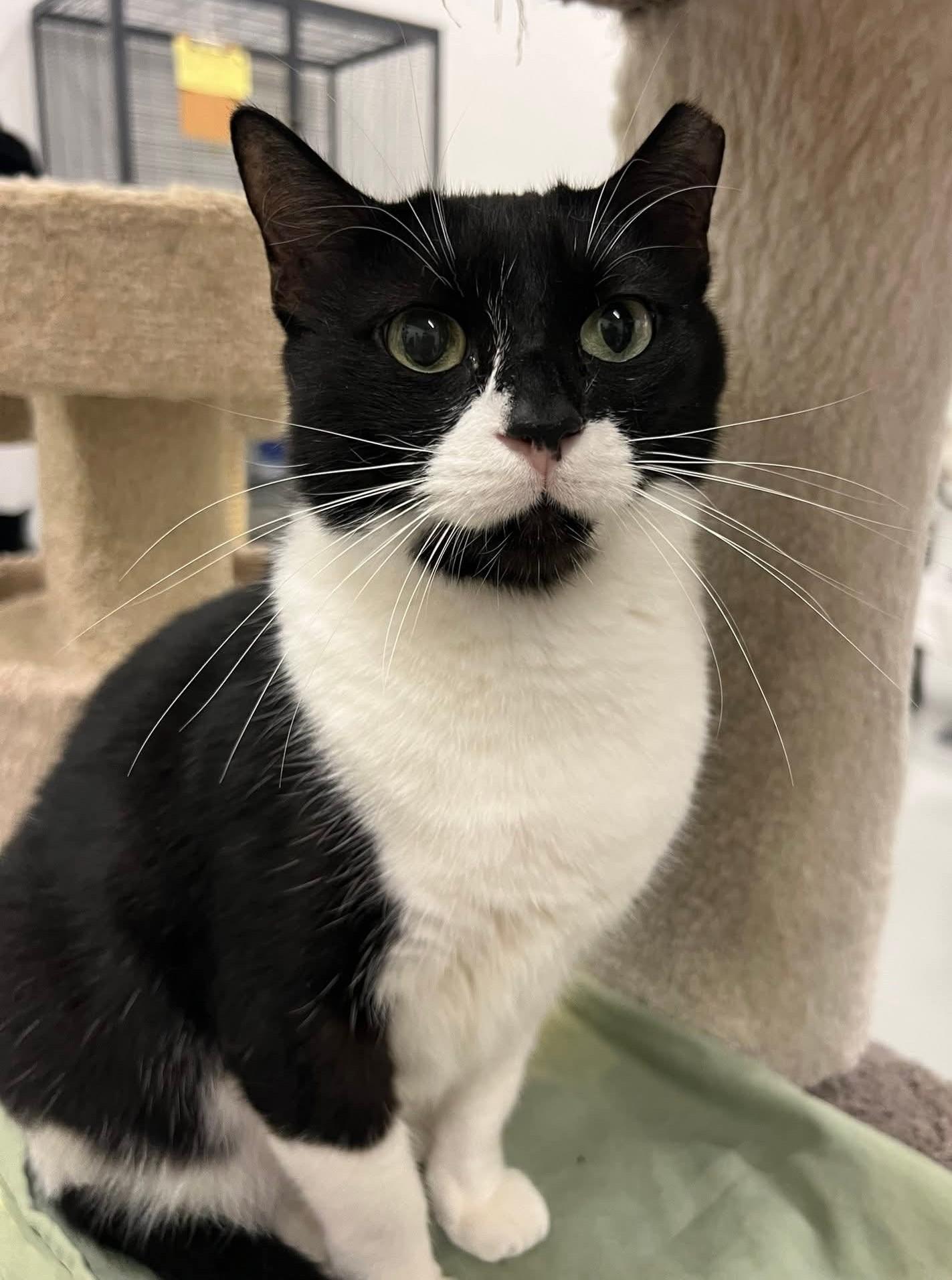 Bumblebee, Adoptable, Adult Male Domestic Short Hair & Tuxedo.