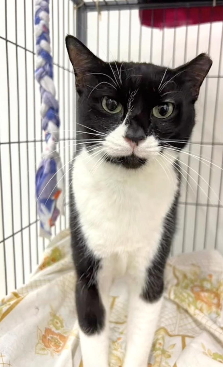 Bumblebee, a Adoptable mixed breed in West Palm Beach, FL image 2/6