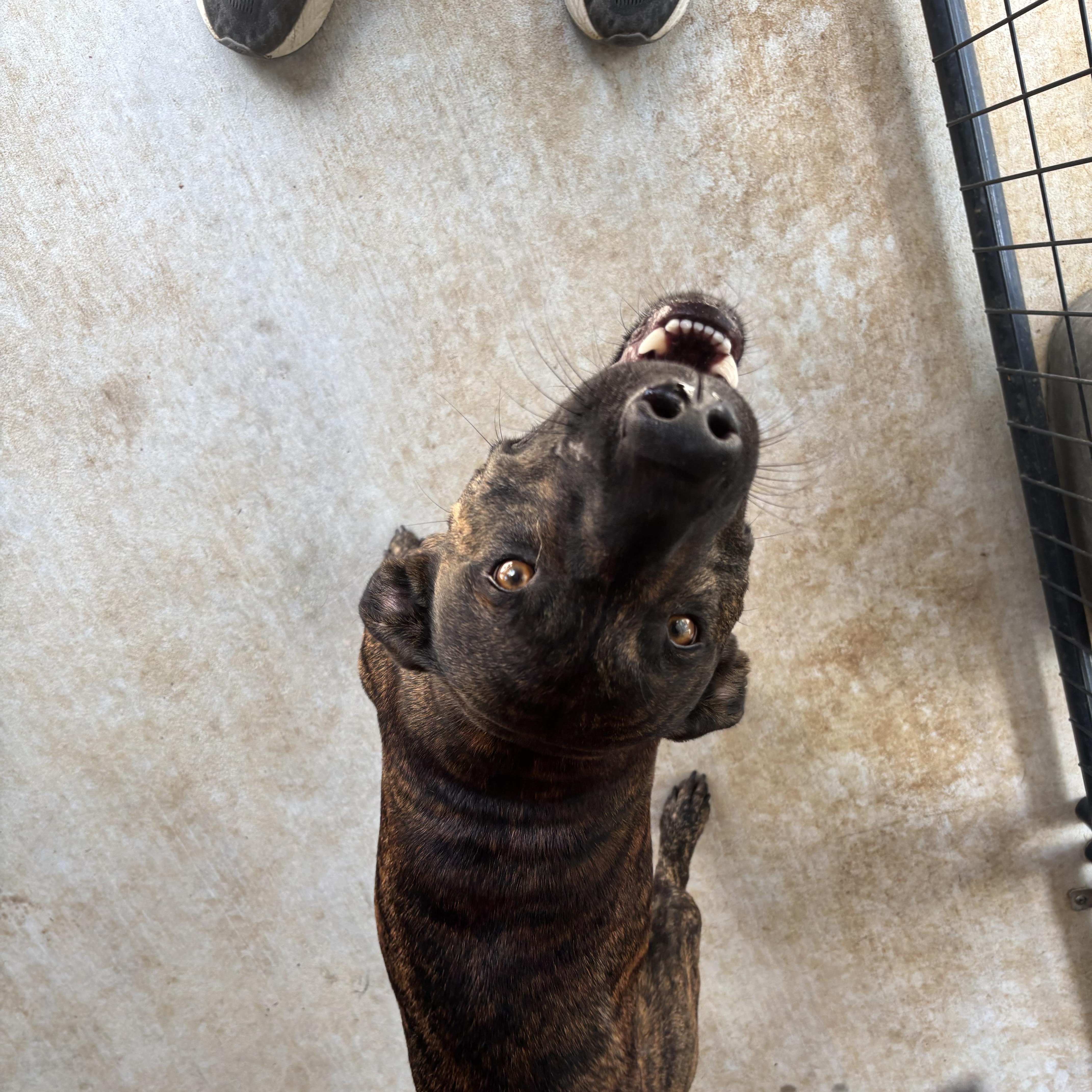 Enlarge Max, a Adopted mixed breed in Ruston, LA image 2/2