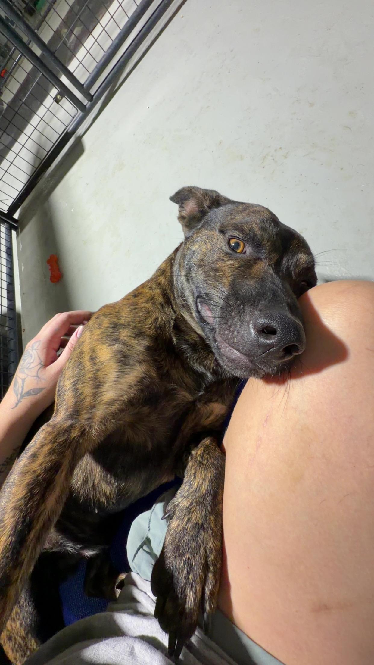 Enlarge Max, a Adopted mixed breed in Ruston, LA image 1/2