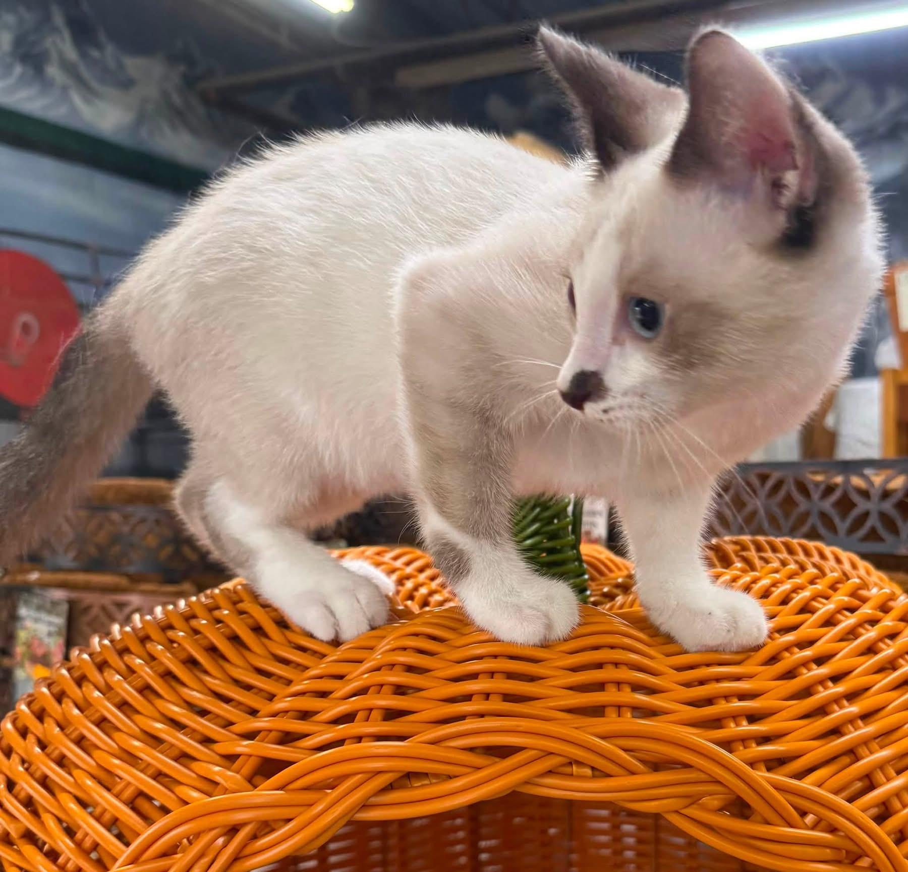 Enlarge Ian kitten, a Adoptable mixed breed in Jackson, GA image 6/6