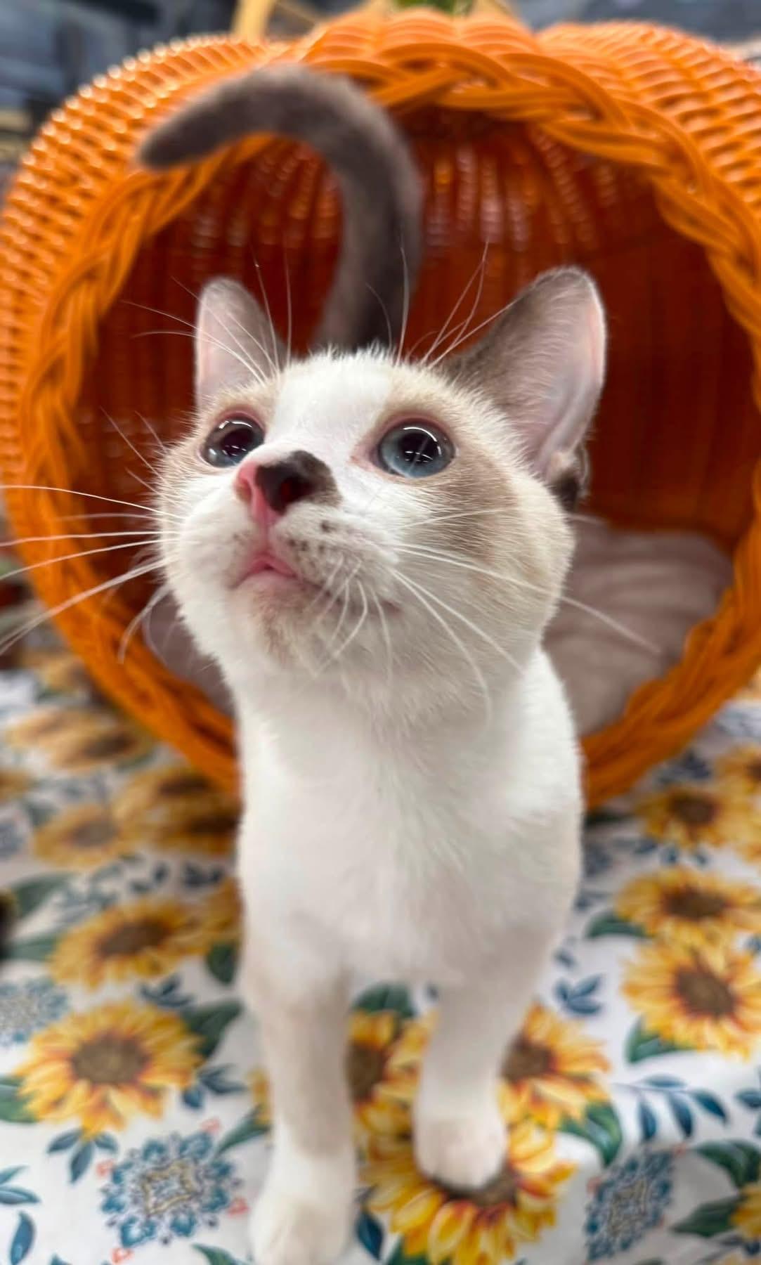 Enlarge Ian kitten, a Adoptable mixed breed in Jackson, GA image 5/6