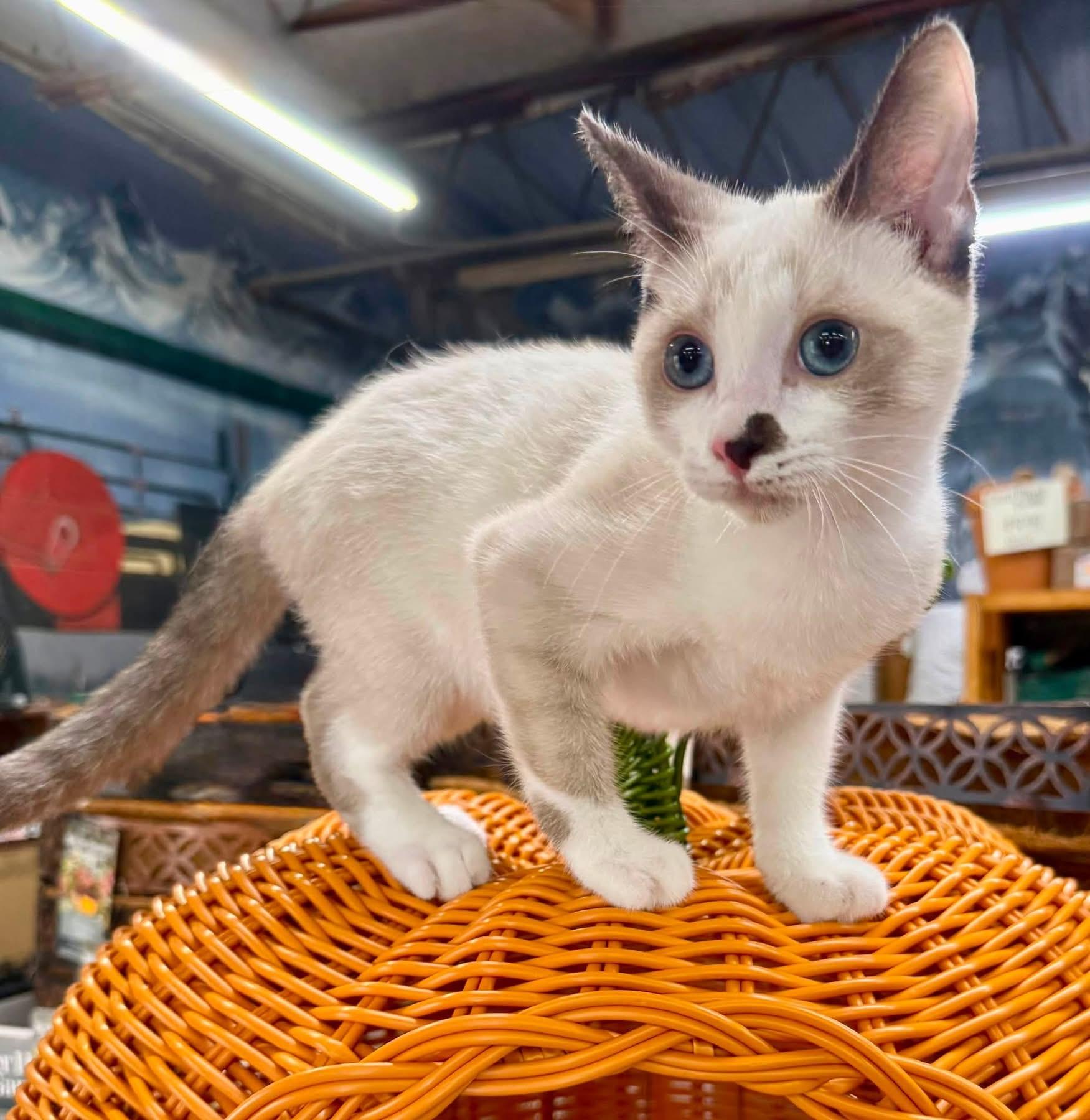 Enlarge Ian kitten, a Adoptable mixed breed in Jackson, GA image 2/6