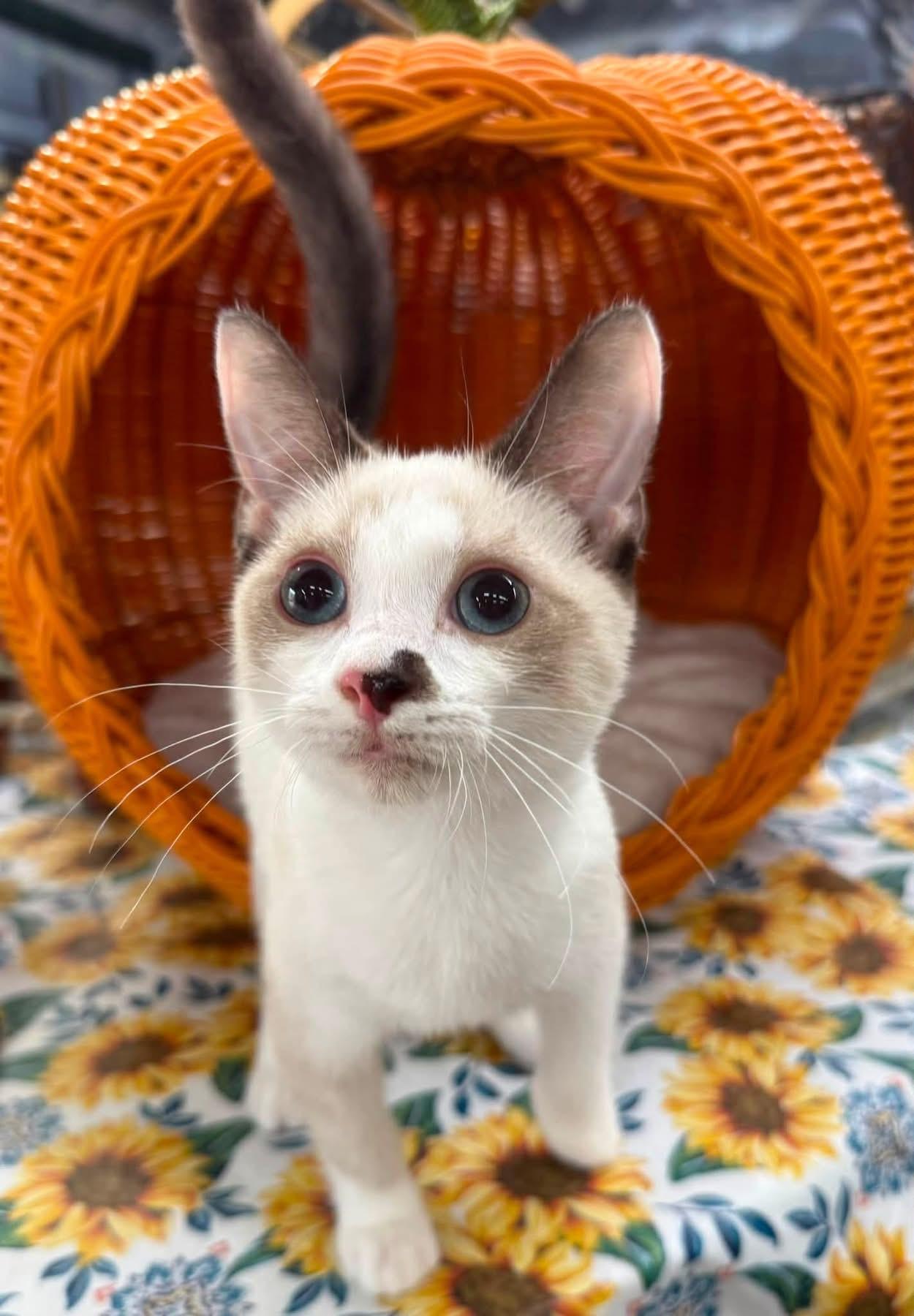 Enlarge Ian kitten, a Adoptable mixed breed in Jackson, GA image 4/6
