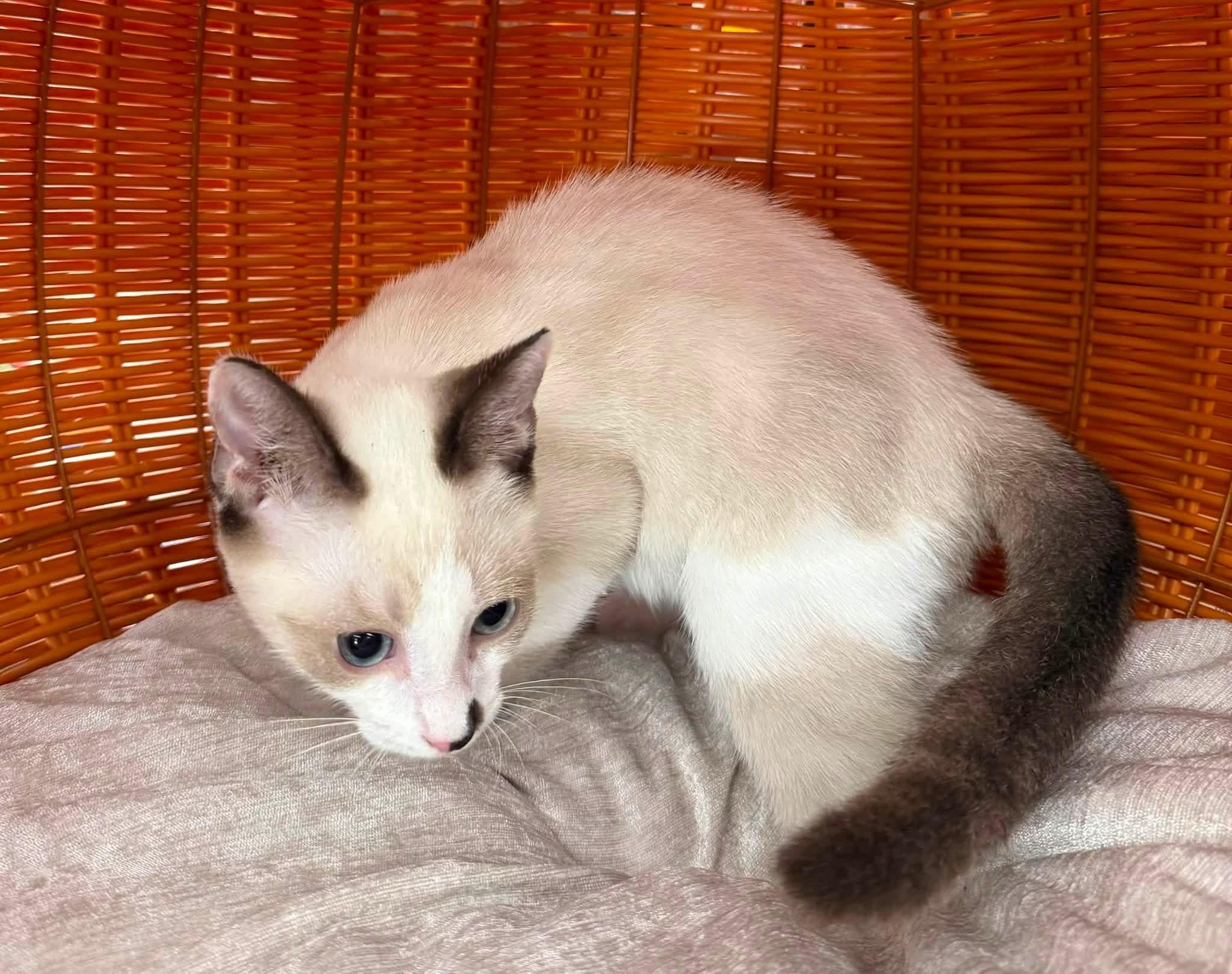 Enlarge Ian kitten, a Adoptable mixed breed in Jackson, GA image 3/6