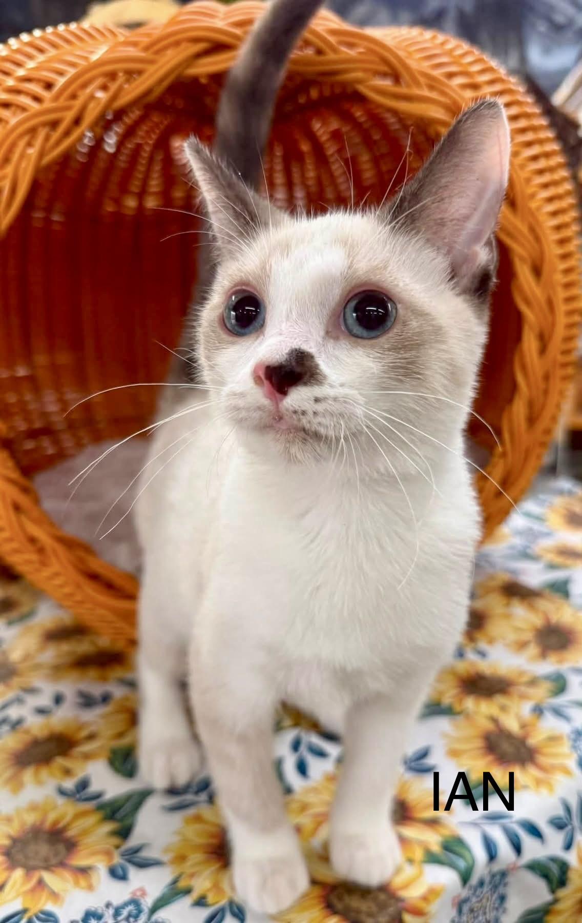 Enlarge Ian kitten, a Adoptable mixed breed in Jackson, GA image 1/6