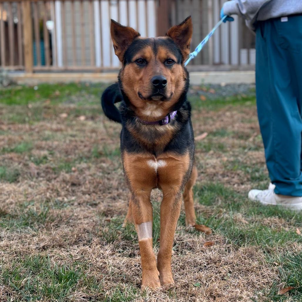 Patrick, a Adoptable Mixed Breed in Greensboro, GA image 2/4