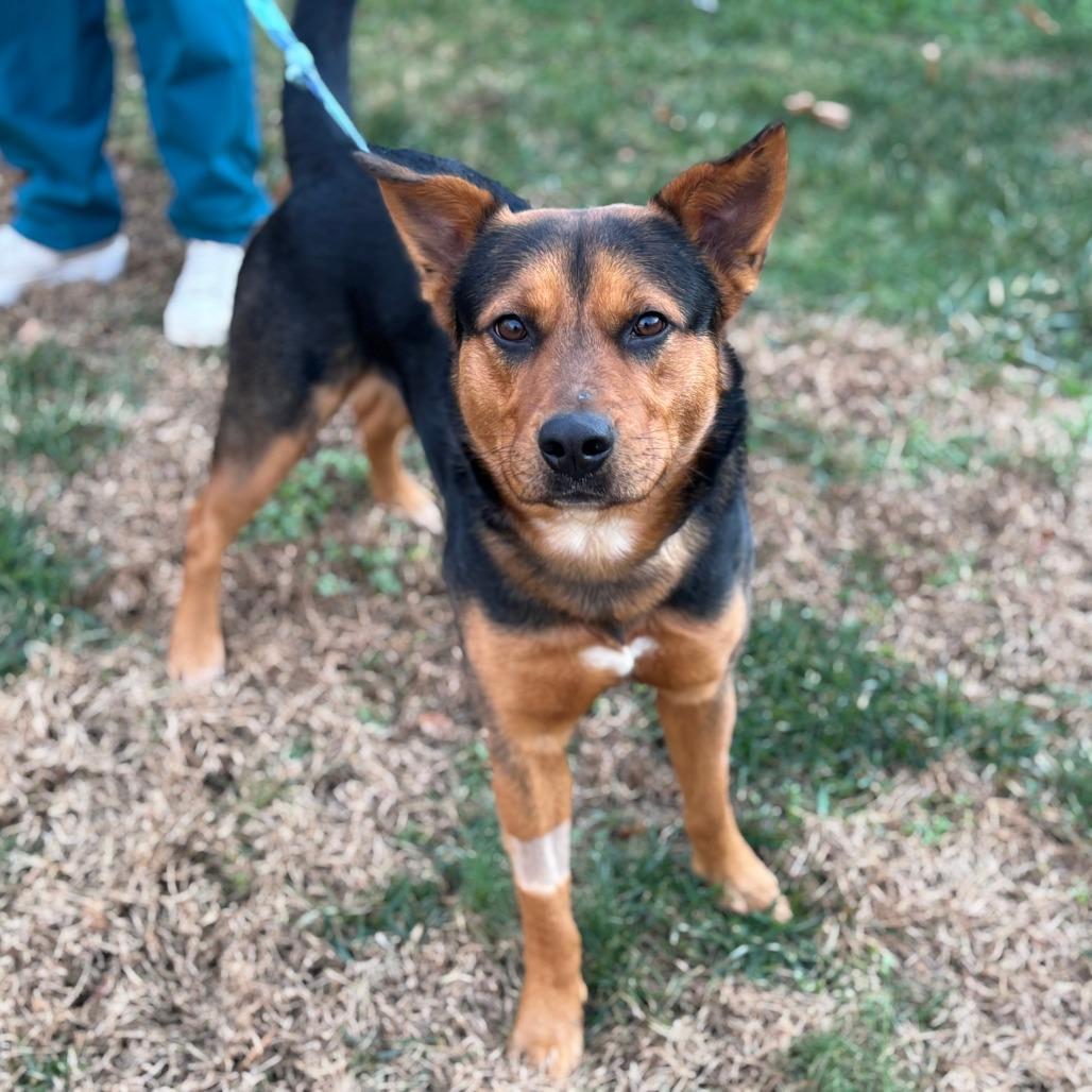 Patrick, a Adoptable Mixed Breed in Greensboro, GA image 4/4