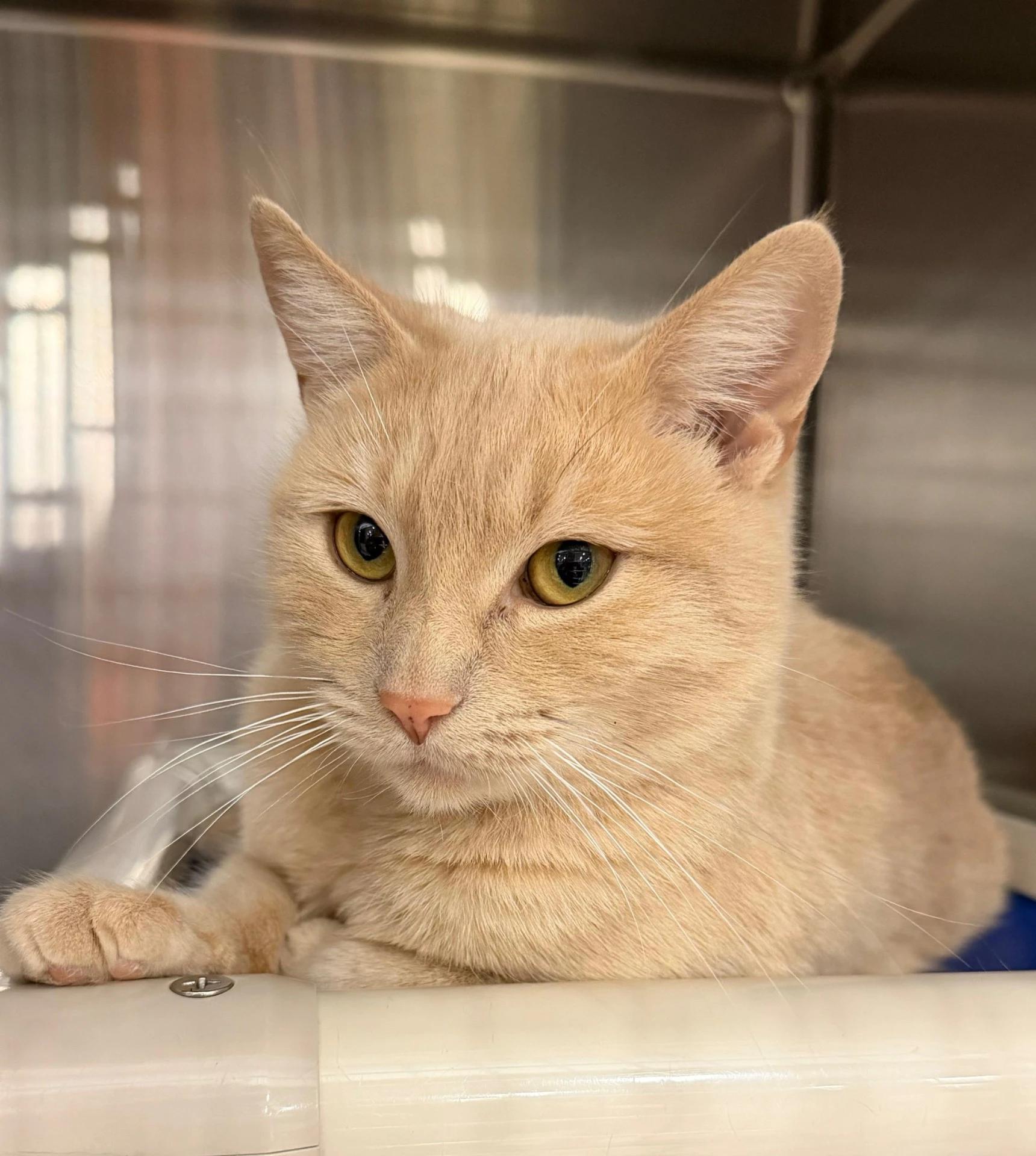 Emmy, ADOPTABLE, Young Female Domestic Short Hair.