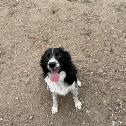 Darlin, a Adoptable mixed breed in Dillon, MT image 1/4