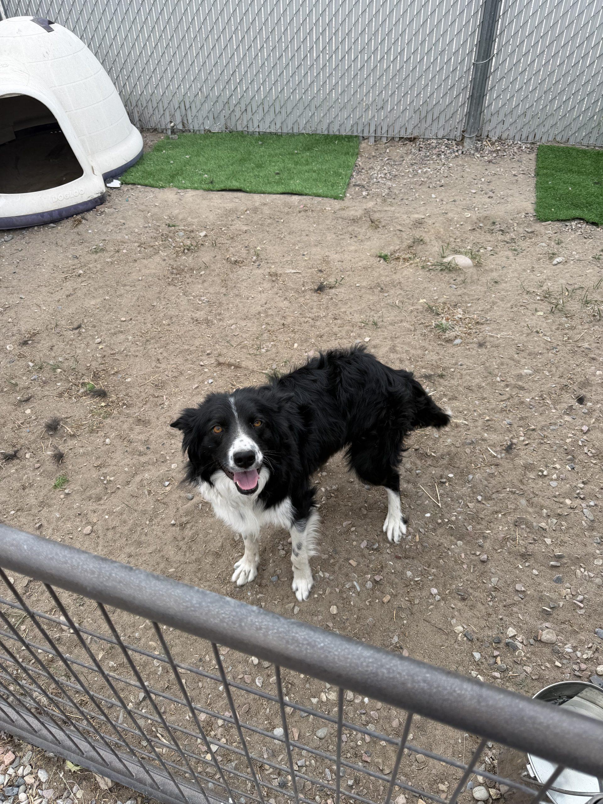 Darlin, a Adoptable mixed breed in Dillon, MT image 2/4