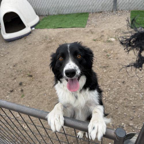 Darlin, a Adoptable mixed breed in Dillon, MT image 3/4