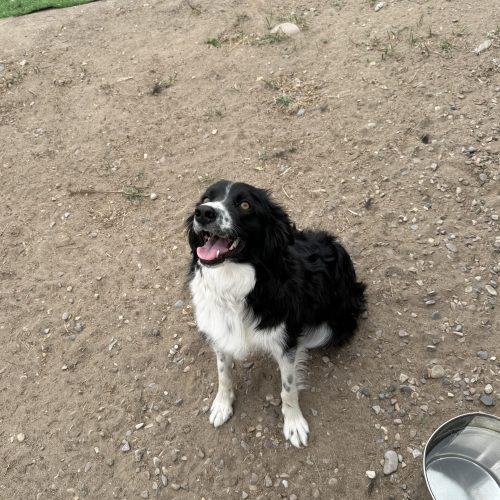 Darlin, a Adoptable mixed breed in Dillon, MT image 4/4