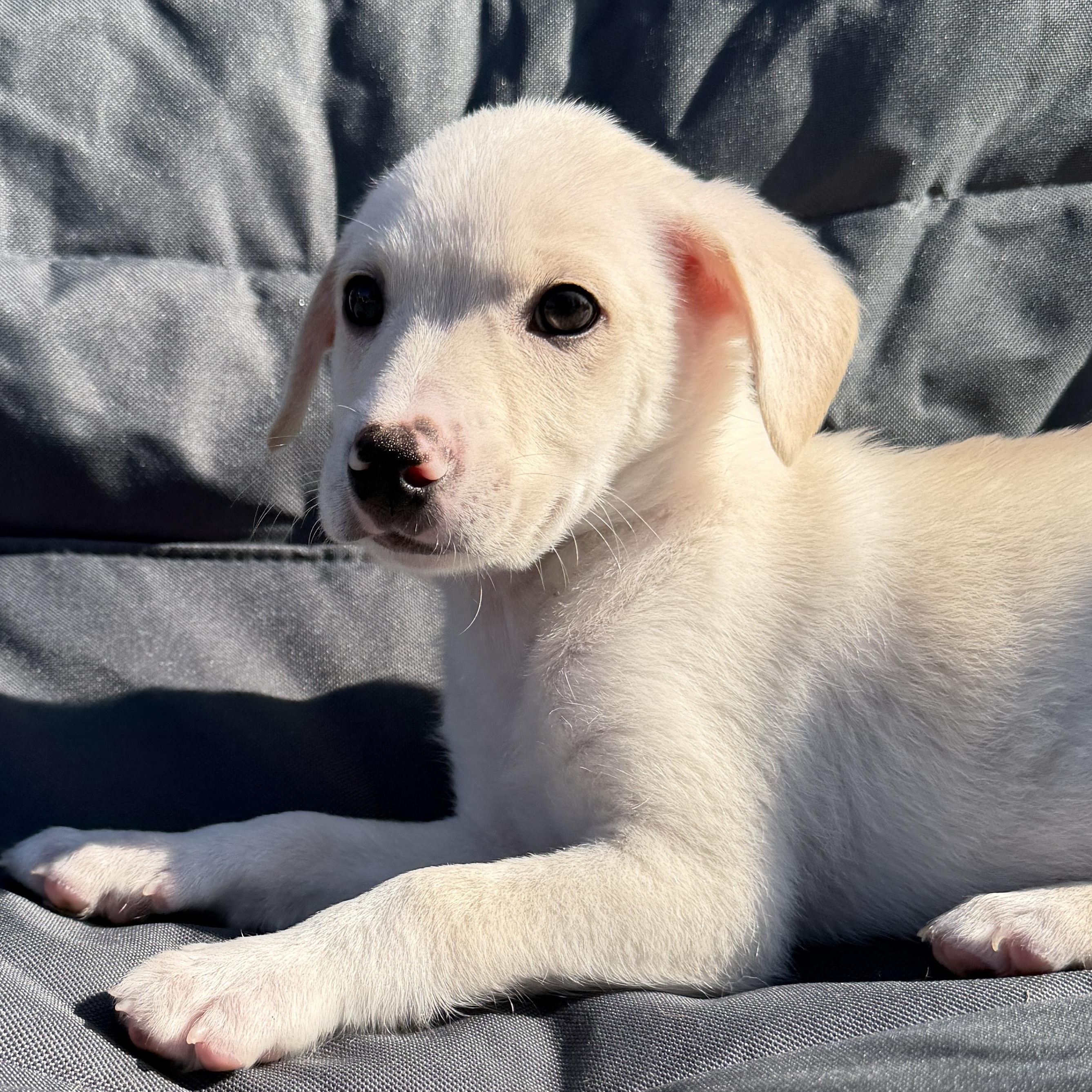 Polaris, a Adoptable mixed breed in Poway, CA image 1/2