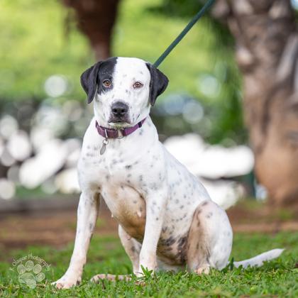 Kerri, a Adoptable mixed breed in Honolulu, HI image 1/2