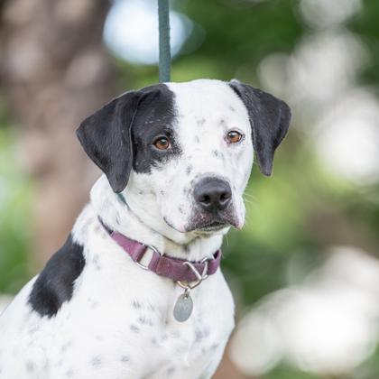 Kerri, a Adoptable mixed breed in Honolulu, HI image 2/2
