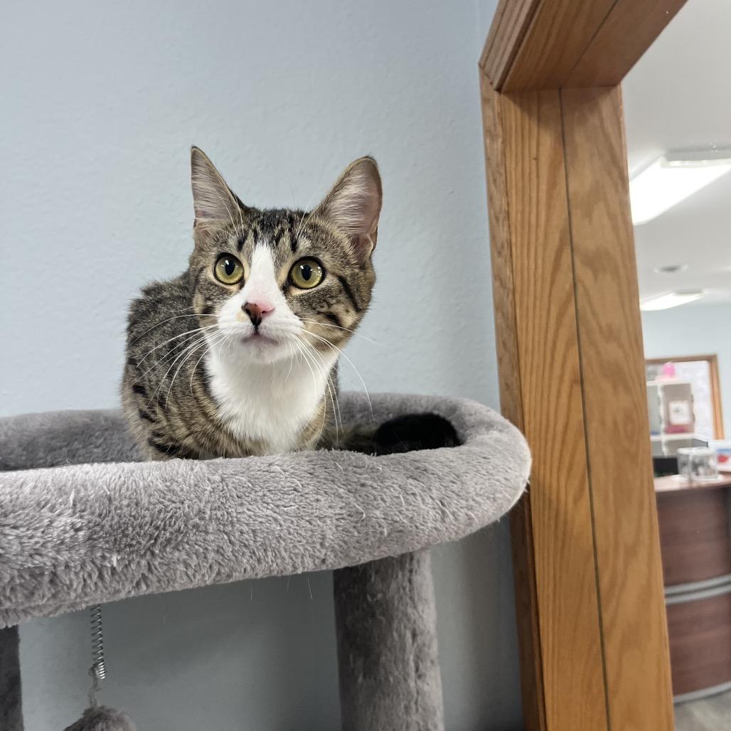 Enlarge Meadow , a ADOPTABLE Domestic Short Hair in Crookston, MN image 5/5