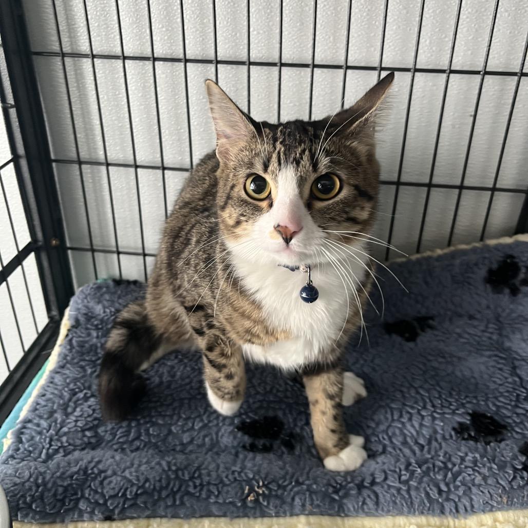 Enlarge Meadow , a ADOPTABLE Domestic Short Hair in Crookston, MN image 4/5