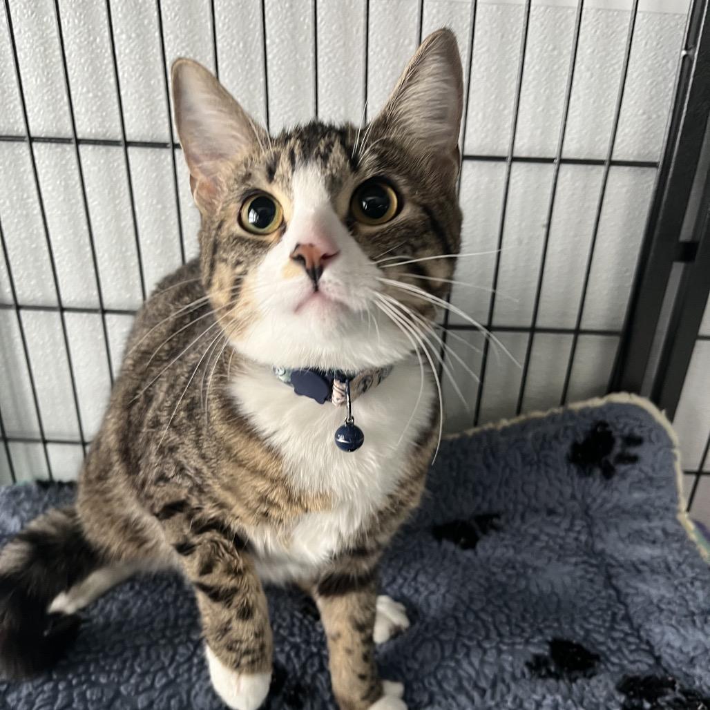 Enlarge Meadow , a ADOPTABLE Domestic Short Hair in Crookston, MN image 1/1