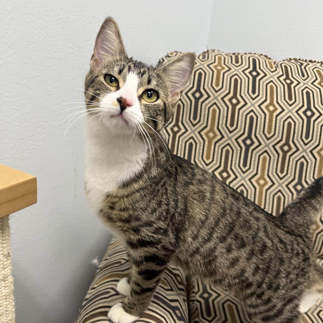 Enlarge Meadow , a ADOPTABLE Domestic Short Hair in Crookston, MN image 3/5