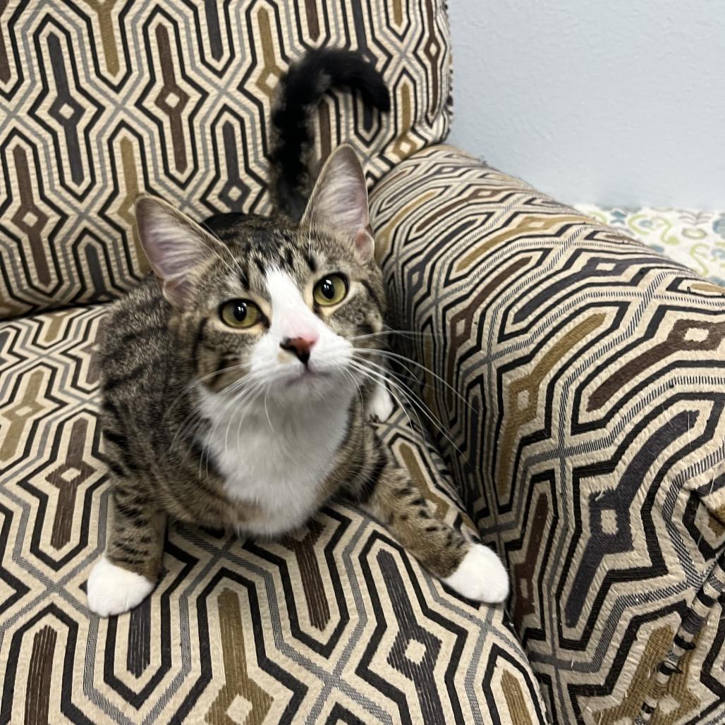 Enlarge Meadow , a ADOPTABLE Domestic Short Hair in Crookston, MN image 2/5