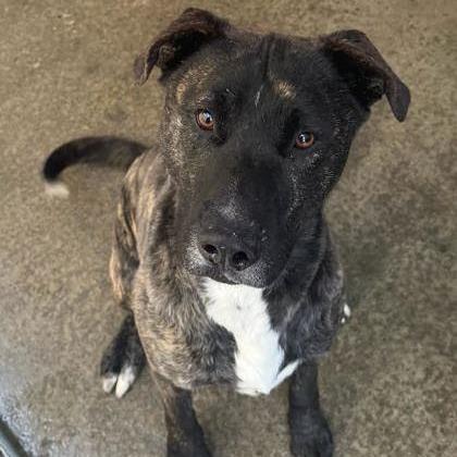 Zuko, a Adoptable Mixed Breed in Spokane, WA image 1/6