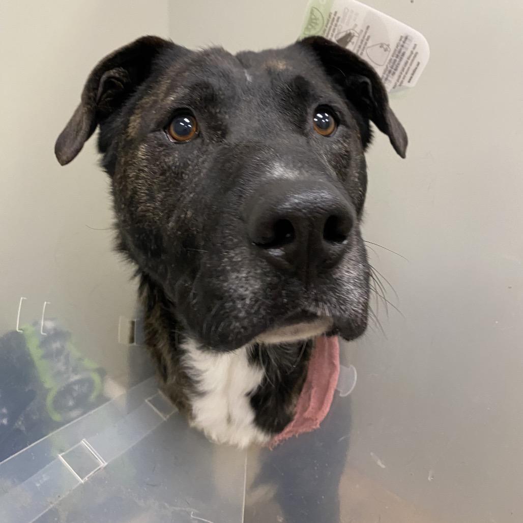 Zuko, a Adoptable Mixed Breed in Spokane, WA image 2/6