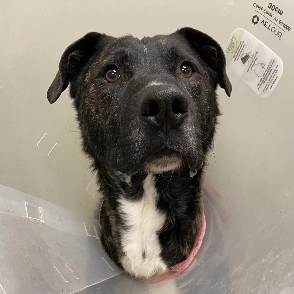 Zuko, a Adoptable Mixed Breed in Spokane, WA image 4/6