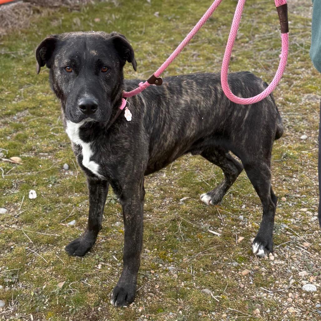 Zuko, a Adoptable Mixed Breed in Spokane, WA image 5/6