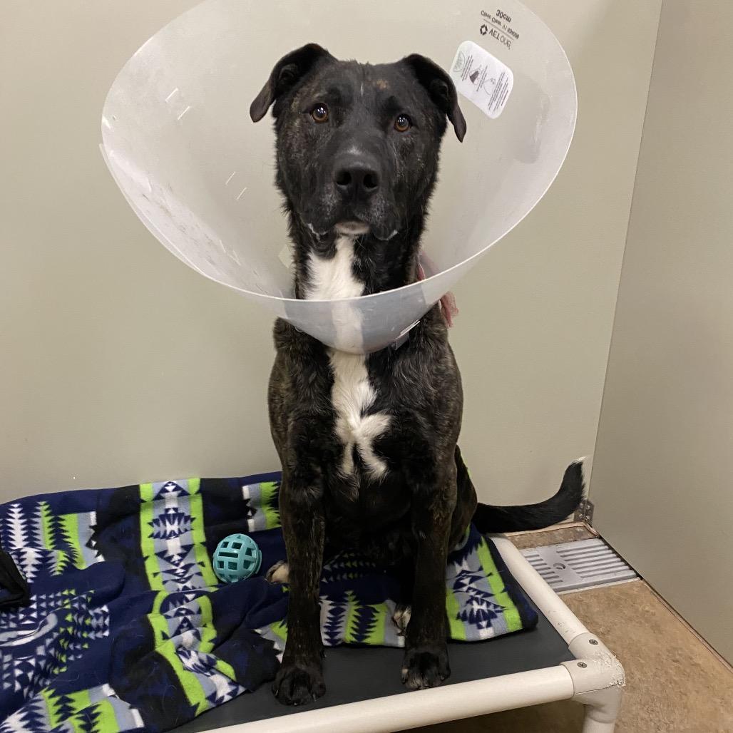 Zuko, a Adoptable Mixed Breed in Spokane, WA image 6/6