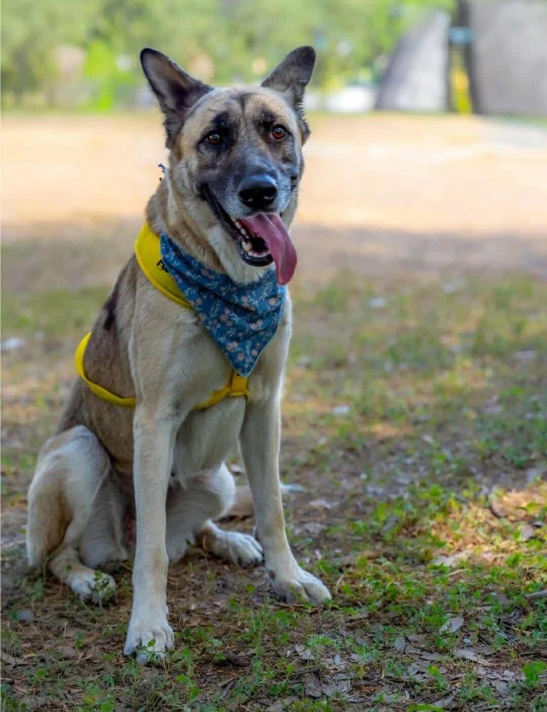 Loreya, Adoptable, Adult Female German Shepherd Dog.