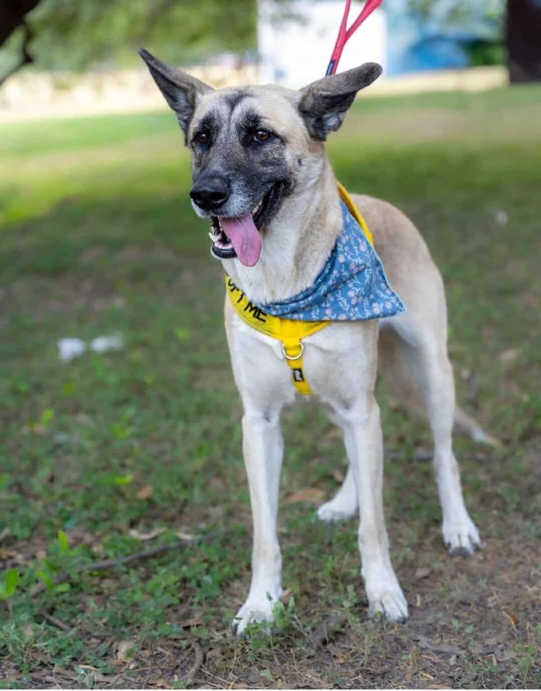 Enlarge Loreya, a Adoptable mixed breed in Denver, CO image 3/6