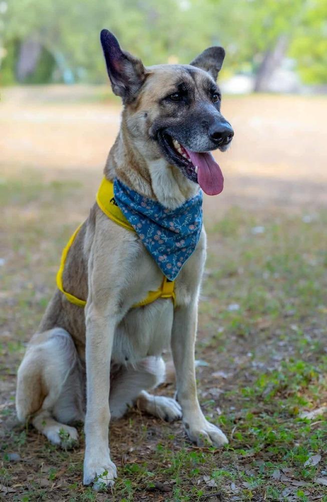 Enlarge Loreya, a Adoptable mixed breed in Denver, CO image 4/6