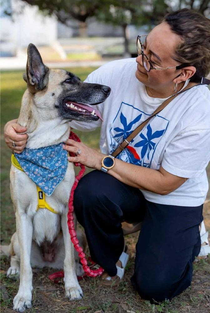 Enlarge Loreya, a Adoptable mixed breed in Denver, CO image 6/6